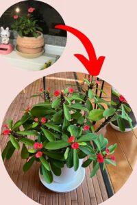 直射日光に当て続けたハナキリンの約3年後